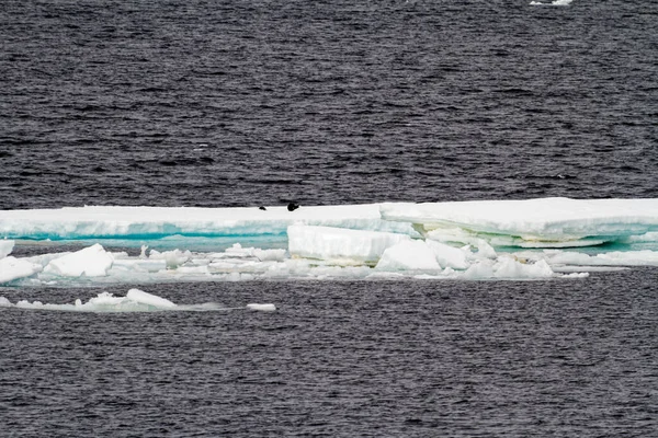 Antarktis Antarktische Robben Krabbenrobben Gruppe Auf Einem Eisberg — Stockfoto