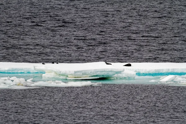 Antarctica Antarctische Zeehonden Crabeater Zeehonden Groep Een Ijsberg — Stockfoto