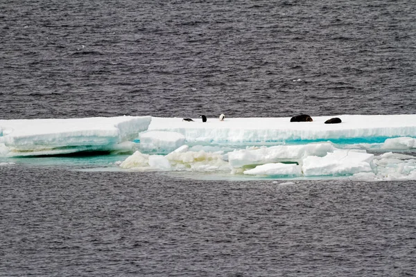 氷山に南極大陸 南極シール カニクイ シール グループ — ストック写真