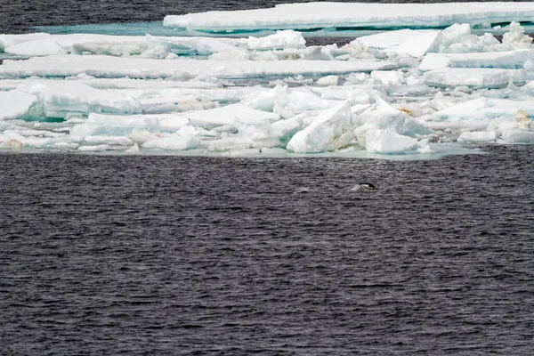 Antarktyda Kolonii Pingwinów Naturalnym Środowisku Antarktyda Dzikość Wyprawy — Zdjęcie stockowe