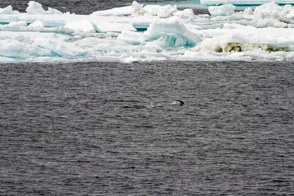 Antártida Colonia Pingüinos Hábitat Natural Antártida Expedición Vida Silvestre —  Fotos de Stock