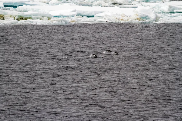 Antarctica Colony Penguins Natural Habitat Antarctica Wildlife Expedition — Stock Photo, Image