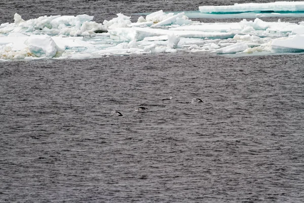 Antarctica Colony Penguins Natural Habitat Antarctica Wildlife Expedition — Stock Photo, Image