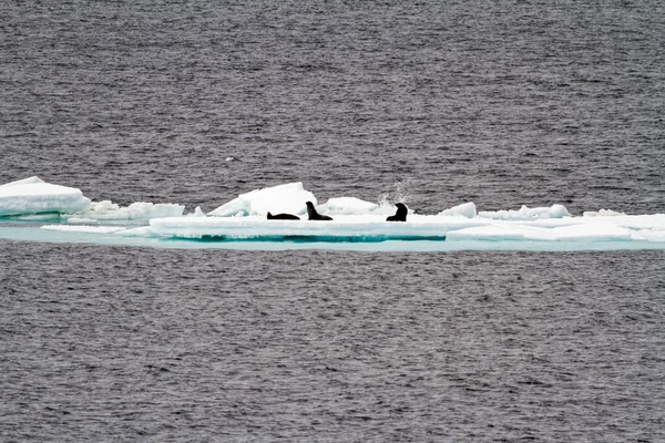 Antarctique Phoques Antarctiques Groupe Des Phoques Crabiers Sur Iceberg — Photo