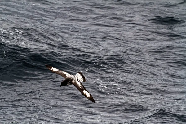 Albatroz Antártida Arquipélago Palmer Verão — Fotografia de Stock