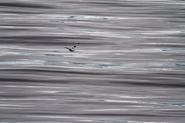 Albatrosz Palmer Szigetvilág Antarktisz Nyáron — Stock Fotó