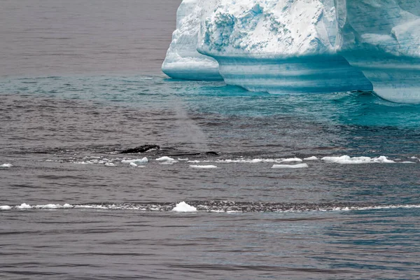 Antártida Península Antártica Archipiélago Palmer Canal Neumayer Calentamiento Global Ballena —  Fotos de Stock