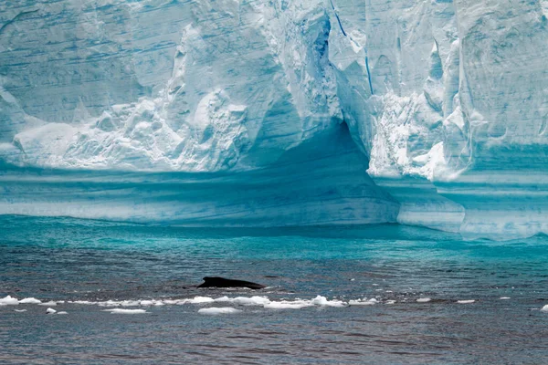 Antarktis Antarktische Halbinsel Palmerarchipel Neumayer Kanal Globale Erwärmung Wal Vor — Stockfoto