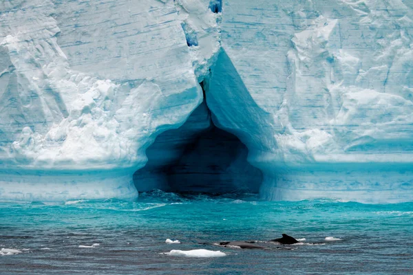 Antartide Penisola Antartica Arcipelago Palmer Canale Neumayer Riscaldamento Globale Balena — Foto Stock
