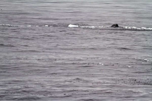 Antarctique Péninsule Antarctique Archipel Palmer Canal Neumayer Réchauffement Climatique Baleine — Photo