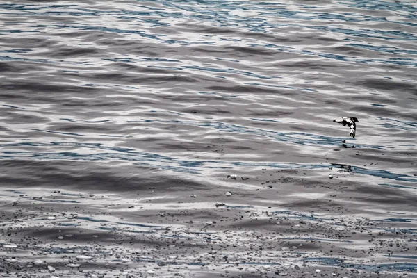 Albatrosse Der Antarktis Palmerarchipel Sommer — Stockfoto