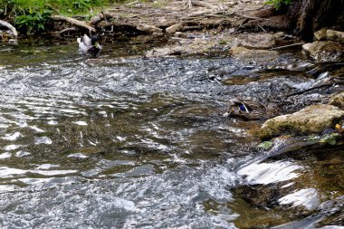 Windrush nehrindeki ördekler - İngiltere, Gloucestershire 'daki Bourton Cotswold köyünde yaz öğleden sonra. 25 Mayıs 2015