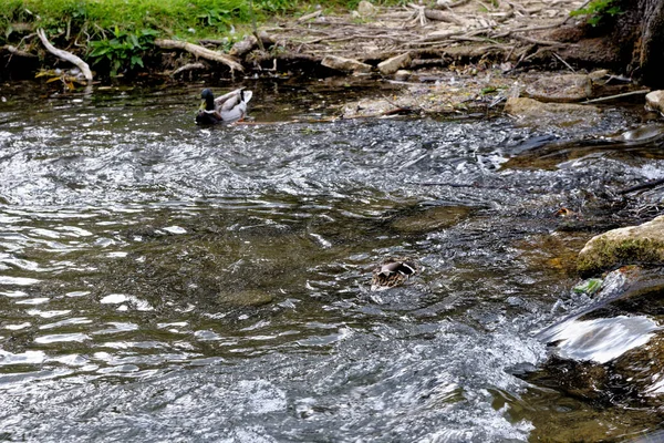 Ducks River Windrush Pomeriggio Estate Nel Villaggio Cotswold Bourton Water — Foto Stock