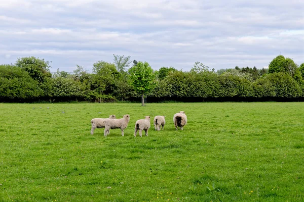 Sheep Field Bourton Water Gloucestershire England United Kingdom — 스톡 사진