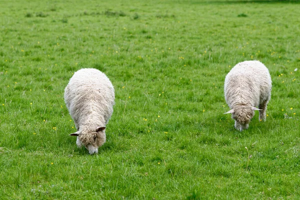 Sheep Field Bourton Water Gloucestershire Engeland Verenigd Koninkrijk — Stockfoto