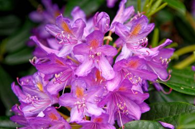 Azalea japonica bir bahçede çiçek açtı. Pembe Azalea Çiçekleri