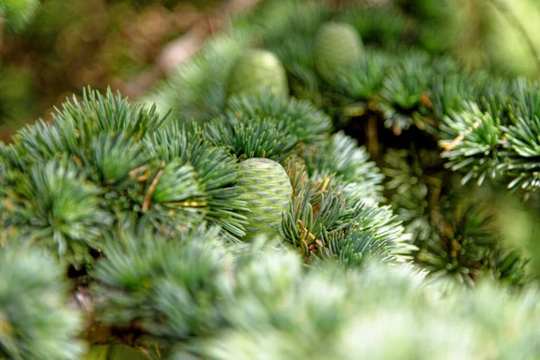 Χριστουγεννιάτικα Κλαδιά Αειθαλές Δάσος Ξύλο Φύση Και Περιβάλλον Πράσινο Φόντο — Φωτογραφία Αρχείου