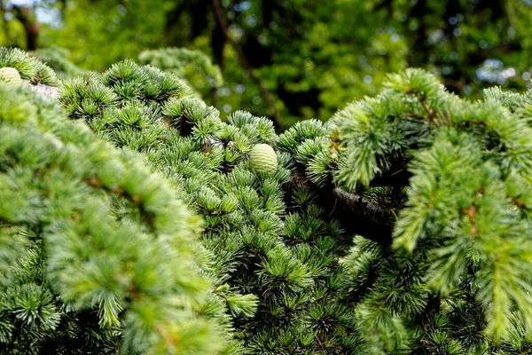크리스마스 나무가지 에버그린 자연과 녹색식물의 — 스톡 사진