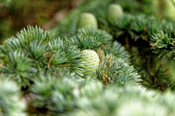 クリスマスツリーの枝 常緑樹林や木 自然と環境 緑の植物の背景 — ストック写真