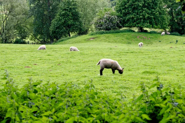 羊のフィールドで Chipping Campden Gloucestershire England United Kingdom — ストック写真