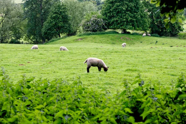 羊のフィールドで Chipping Campden Gloucestershire England United Kingdom — ストック写真