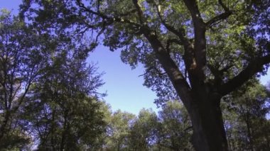 Woodland baharı - Savernake Ormanı - İngiltere 'nin en büyük ormanı - Wiltshire, İngiltere