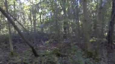 Woodland baharı - Savernake Ormanı - İngiltere 'nin en büyük ormanı - Wiltshire, İngiltere