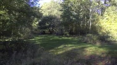 Woodland baharı - Savernake Ormanı - İngiltere 'nin en büyük ormanı - Wiltshire, İngiltere