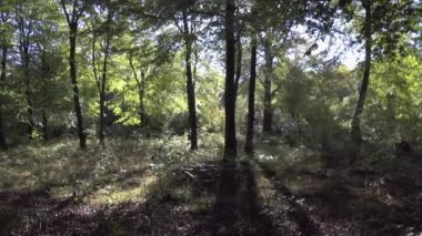 Woodland baharı - Savernake Ormanı - İngiltere 'nin en büyük ormanı - Wiltshire, İngiltere