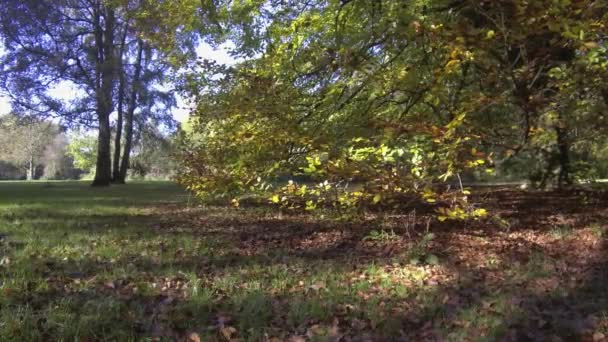 Woodland Spring Savernake Forest England Larger Forest Wiltshire Egyesült Királyság — Stock videók
