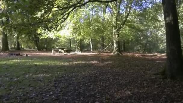 Woodland Spring Savernake Forest Englands Större Skog Wiltshire Storbritannien — Stockvideo