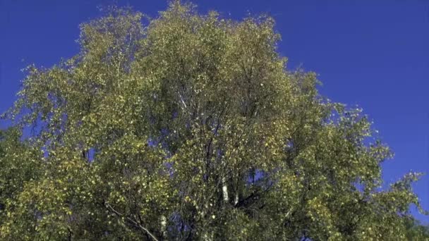 Bosque Savernake Bosque Más Grande Inglaterra Wiltshire Reino Unido — Vídeo de stock