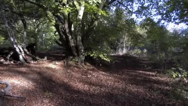 Bosque Savernake Bosque Más Grande Inglaterra Wiltshire Reino Unido — Vídeos de Stock