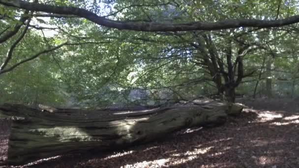 Bosque Savernake Bosque Más Grande Inglaterra Wiltshire Reino Unido — Vídeos de Stock