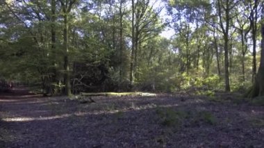 Woodland baharı - Savernake Ormanı - İngiltere 'nin en büyük ormanı - Wiltshire, İngiltere