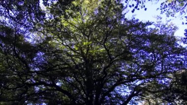 Woodland baharı - Savernake Ormanı - İngiltere 'nin en büyük ormanı - Wiltshire, İngiltere