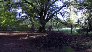Woodland baharı - Savernake Ormanı - İngiltere 'nin en büyük ormanı - Wiltshire, İngiltere