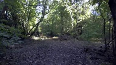 Woodland baharı - Savernake Ormanı - İngiltere 'nin en büyük ormanı - Wiltshire, İngiltere