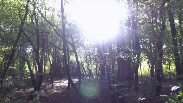 Woodland Spring Savernake Forest England Larger Forest Wiltshire Reino Unido — Vídeo de Stock