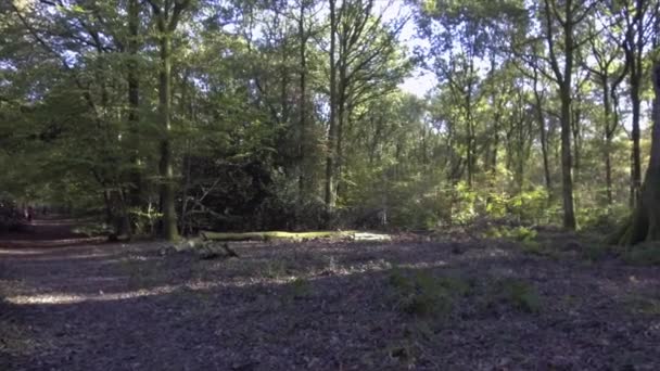 Woodland Spring Savernake Forest England Larger Forest Wiltshire Reino Unido — Vídeo de Stock