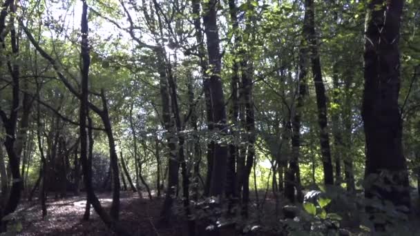 Весна Вудленда Сакский Лес Самый Большой Лес Англии Уилтшир Великобритания — стоковое видео