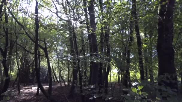 Woodland Spring Savernake Forest England Larger Forest Wiltshire Reino Unido — Vídeo de Stock