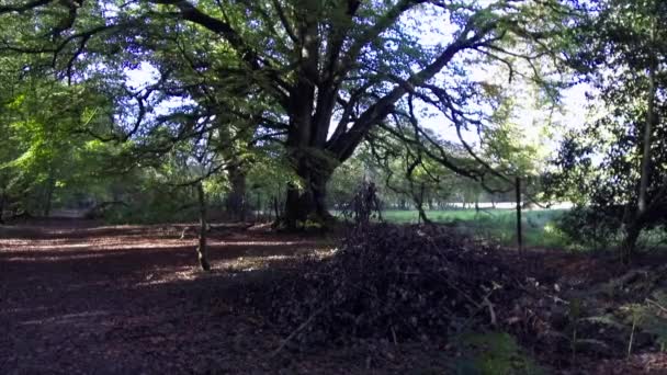Woodland Spring Savernake Forest England Larger Forest Wiltshire Velká Británie — Stock video