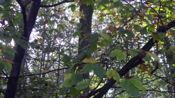 ウッドランドの春 サバーナケの森 イングランドの大きな森 ウィルトシャー イギリス — ストック動画