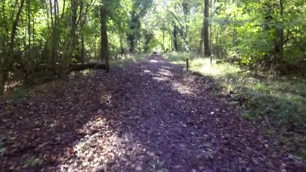 Woodland Spring Savernake Forest Foresta Più Grande Inghilterra Wiltshire Regno — Video Stock