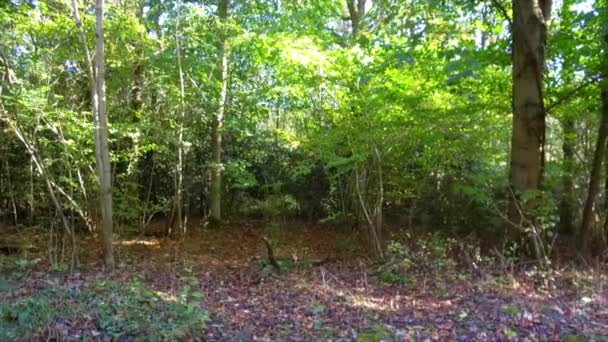 Woodland Spring Savernake Forest Foresta Più Grande Inghilterra Wiltshire Regno — Video Stock