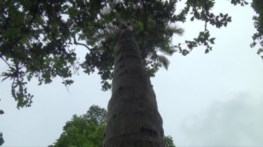 Aşağıdan palmiye ağacı manzarası. Tatil konsepti. Doğal arkaplan