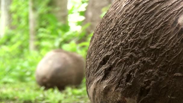 Coconut Tree Cocos Nucifera Fruit Closeup Closeup Coconuts Mexico — Stockvideo