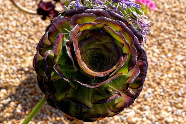 Aeonium Aeonium Arboreum Zwartkop Flower Close 습관의 상록수 Marazion Cornwall — 스톡 사진