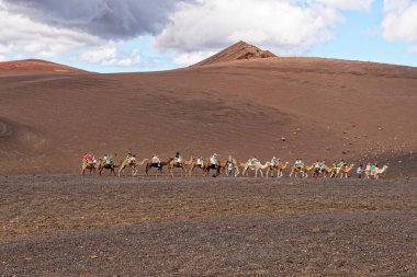 Timanfaya Ulusal Parkı, Lanzarote İspanya 'da 20 Eylül 2022' de volkanik arazide develere binmek